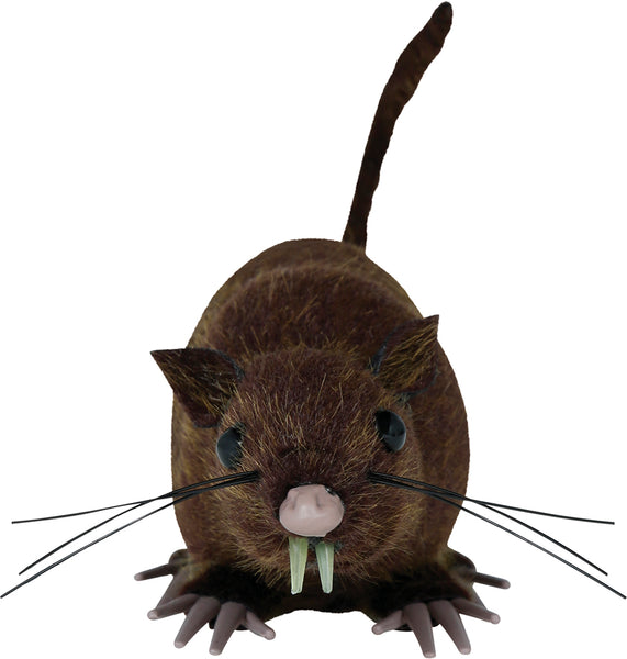 Brown Furry Rat