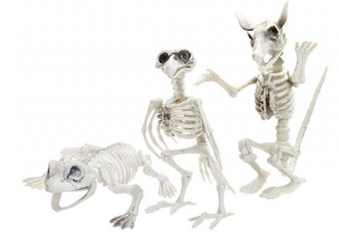 Assorted Skeleton Animal Props